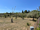 olive trees picture 3